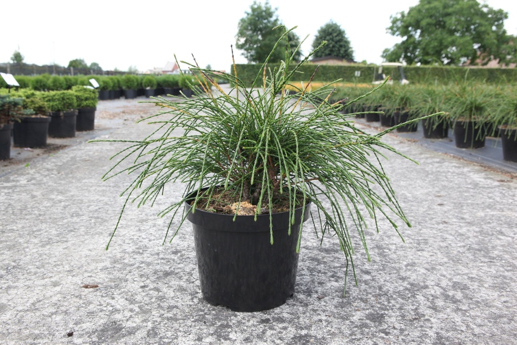 Thuja plicata 'Whipcord' cont. 7,5L 40-50 cm