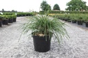 Thuja plicata 'Whipcord' cont. 7,5L 40-50 cm