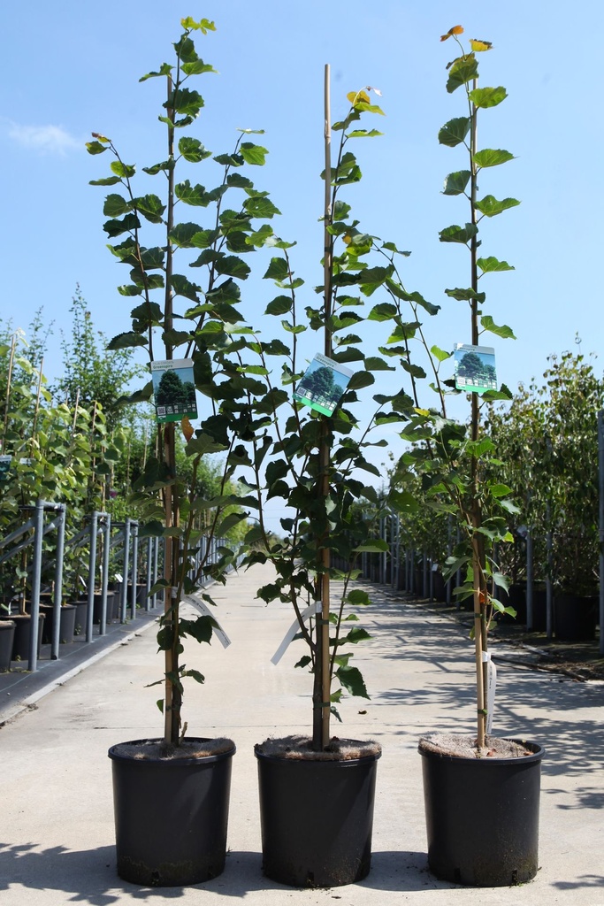 [P] Tilia cordata 'Greenspire' cont. 12L 175/+ cm baliveau +p