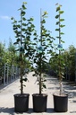 Tilia cordata 'Greenspire' cont. 12L 175/+ cm feathered +ф