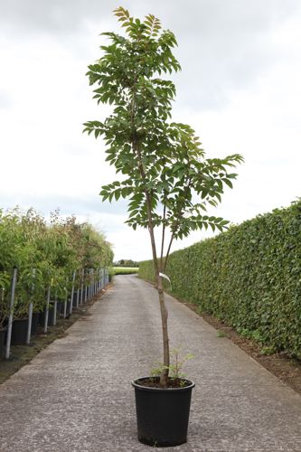 [P] Toona sinensis 'Flamingo' cont. 25L 150-175 cm