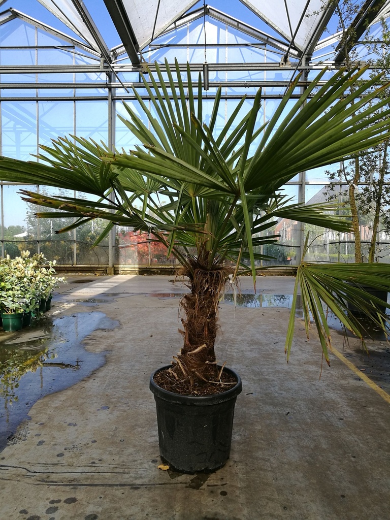[P] Trachycarpus fortunei cont. 20L +ф