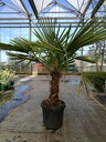 Trachycarpus fortunei cont. 20L +B