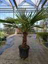 Trachycarpus fortunei cont. 20L +p