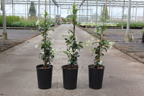 [P] Trachelospermum jasminoides cont. 3L haut 80-100 cm +p