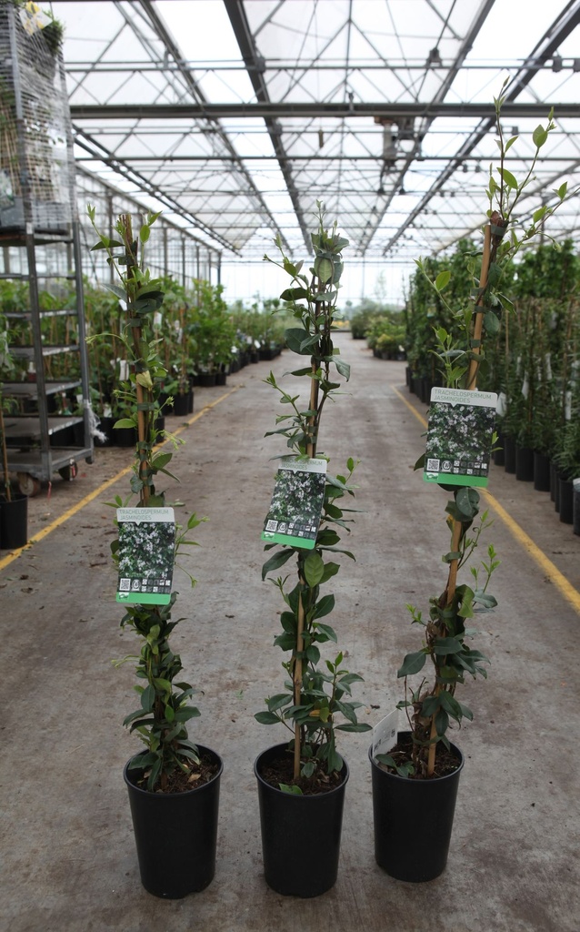 [P] Trachelospermum jasminoides cont. 3L high 80-100 cm +ф