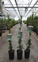 Trachelospermum jasminoides cont. 3L high 80-100 cm +ф