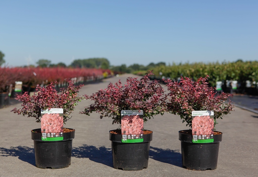 [P] Berberis thunbergii 'Inspiration' (PBR) cont. 3,6L 30-40 cm +ф