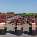 Berberis thunbergii 'Inspiration' (PBR) cont. 3,6L 30-40 cm +p