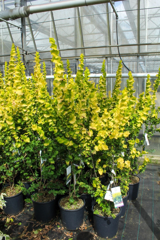 [P] Ulmus hollandica 'Wredei' cont. 15L 100-125 cm