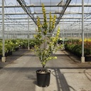 Ulmus hollandica 'Wredei' cont. 15L 100-125 cm