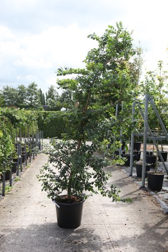 [P] Ulmus minor suberosa cont. 70L 175-200 cm solitaire
