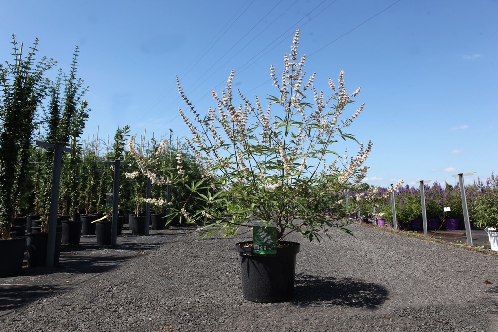 Vitex agnus-castus 'Albus' cont. 10L 60-80 cm +ф