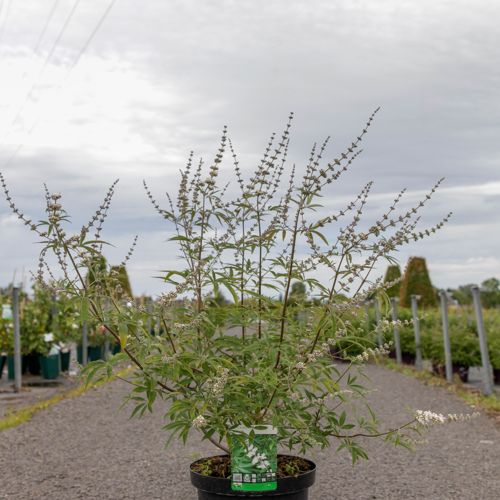 [P] Vitex agnus-castus 'Albus' cont. 10L 60-80 cm +B