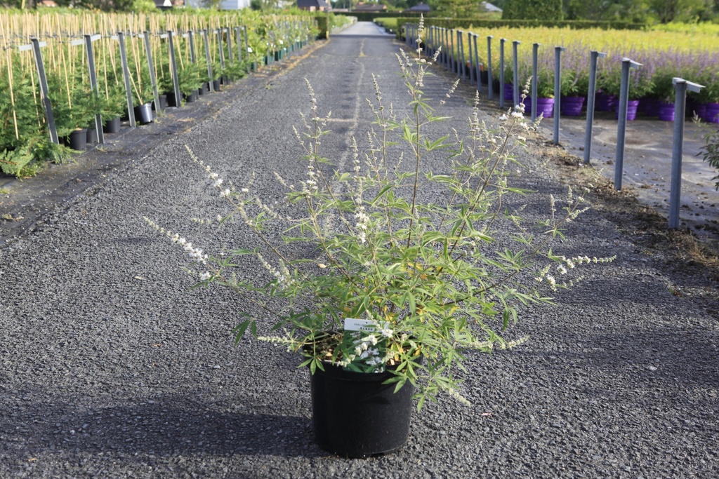 Vitex agnus-castus 'Albus' cont. 10L 60-80 cm +p