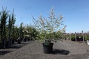 Vitex agnus-castus 'Albus' cont. 10L 60-80 cm +ф