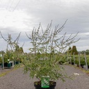 Vitex agnus-castus 'Albus' cont. 10L 60-80 cm +p