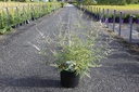 Vitex agnus-castus 'Albus' cont. 10L 60-80 cm +p