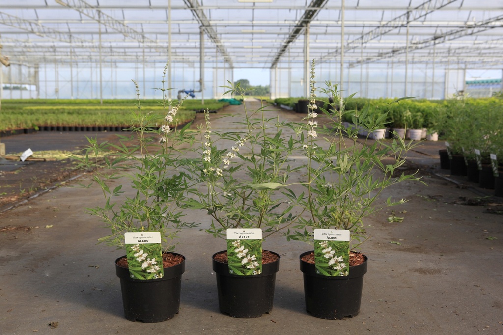 [P] Vitex agnus-castus 'Albus' cont. 3,6L 40-50 cm +ф
