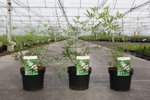 [P] Vitex agnus-castus 'Albus' cont. 3,6L 40-50 cm +p