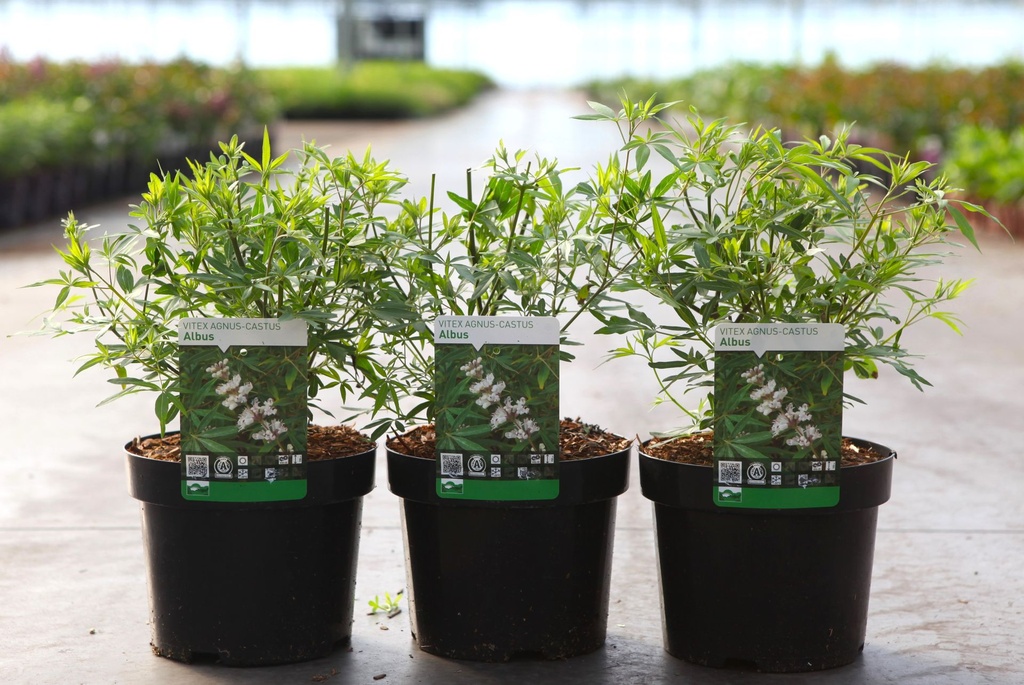 Vitex agnus-castus 'Albus' cont. 3,6L 40-50 cm +p