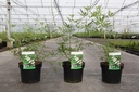 Vitex agnus-castus 'Albus' cont. 3,6L 40-50 cm +p