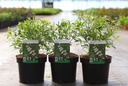 Vitex agnus-castus 'Albus' cont. 3,6L 40-50 cm +p