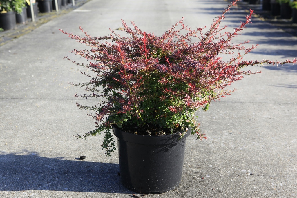 [P] Berberis thunbergii 'Orange Dream' (PBR) cont. 10L 40-50 cm +B