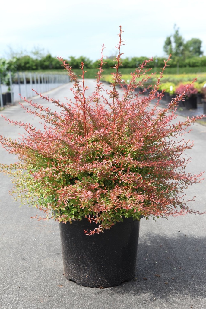 Berberis thunbergii 'Orange Dream' (PBR) cont. 10L 40-50 cm +p