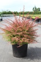 Berberis thunbergii 'Orange Dream' (PBR) cont. 10L 40-50 cm +p