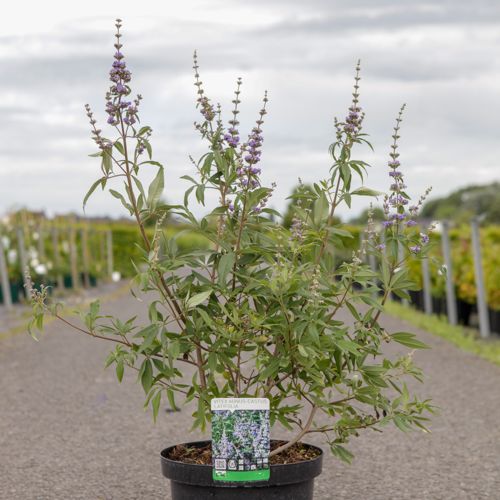 [P] Vitex agnus-castus 'Latifolia' cont. 10L 80-100 cm +ф