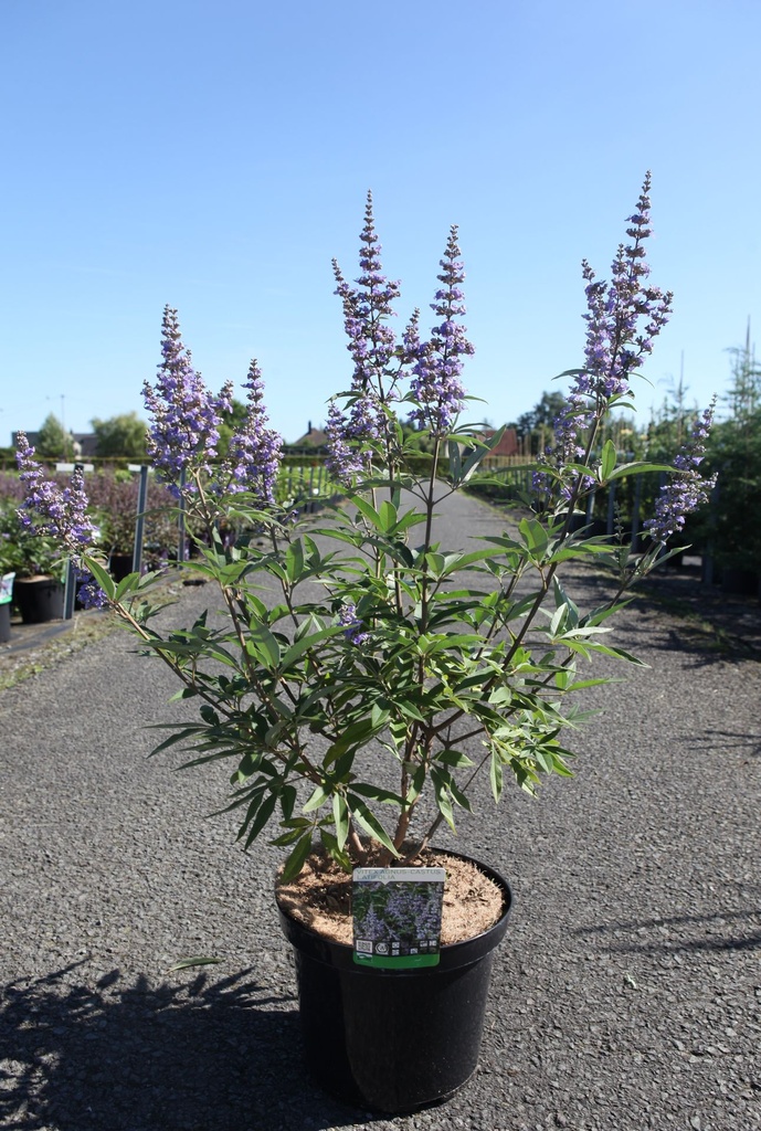 Vitex agnus-castus 'Latifolia' cont. 10L 80-100 cm +p