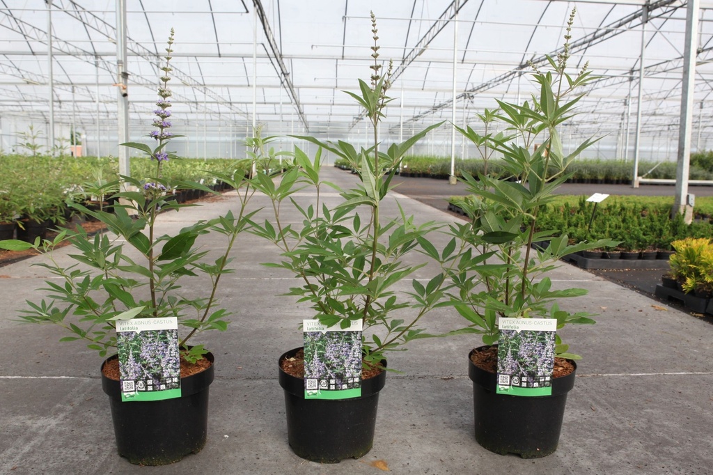 Vitex agnus-castus 'Latifolia' cont. 3,6L 40-50 cm +p