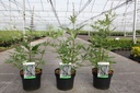 Vitex agnus-castus 'Latifolia' cont. 3,6L 40-50 cm +ф
