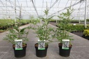 Vitex agnus-castus 'Latifolia' cont. 3,6L 40-50 cm +B