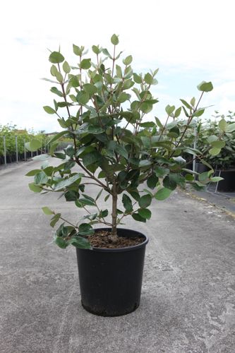 [P] Viburnum burkwoodii 'Anne Russell' cont. 12L 80/+ cm +B