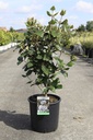 Viburnum burkwoodii 'Anne Russell' Kont. 12L 80/+ cm +B