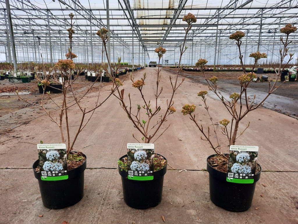 [P] Viburnum burkwoodii 'Anne Russell' cont. 3,6L 50-60 cm +p