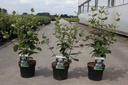 Viburnum burkwoodii 'Anne Russell' cont. 3,6L 50-60 cm +p