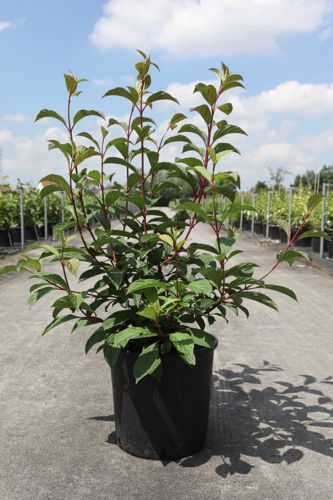 [P] Viburnum bodnantense 'Charles Lamont' cont. 12L 100-125 cm +ф