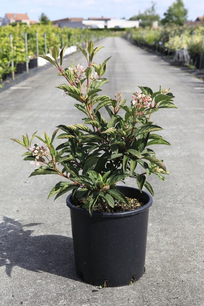 [P] Viburnum bodnantense 'Charles Lamont' cont. 12L 100-125 cm +ф