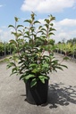 Viburnum bodnantense 'Charles Lamont' cont. 12L 100-125 cm +ф