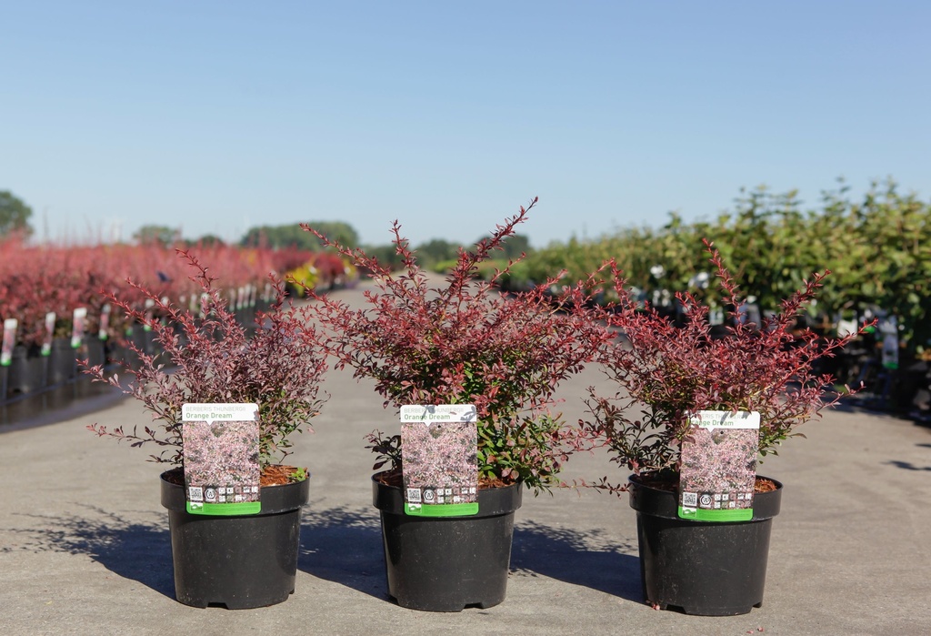 [P] Berberis thunbergii 'Orange Dream' (PBR) cont. 3,6L 30-40 cm +p