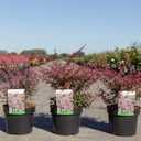 Berberis thunbergii 'Orange Dream' (PBR) cont. 3,6L 30-40 cm +p