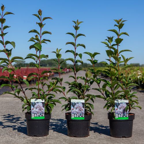 Viburnum bodnantense 'Charles Lamont' cont. 3,6L 60-80 cm +B