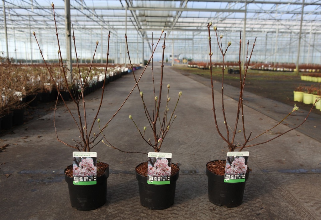 Viburnum bodnantense 'Charles Lamont' cont. 3,6L 60-80 cm +p