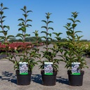 Viburnum bodnantense 'Charles Lamont' cont. 3,6L 60-80 cm +p