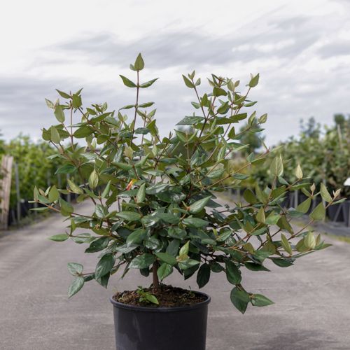 [P] Viburnum burkwoodii cont. 12L 80/+ cm +B