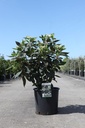 Viburnum burkwoodii cont. 12L 80/+ cm +f