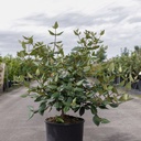 Viburnum burkwoodii cont. 12L 80/+ cm +p